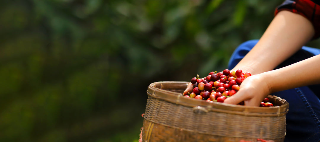 Coffees