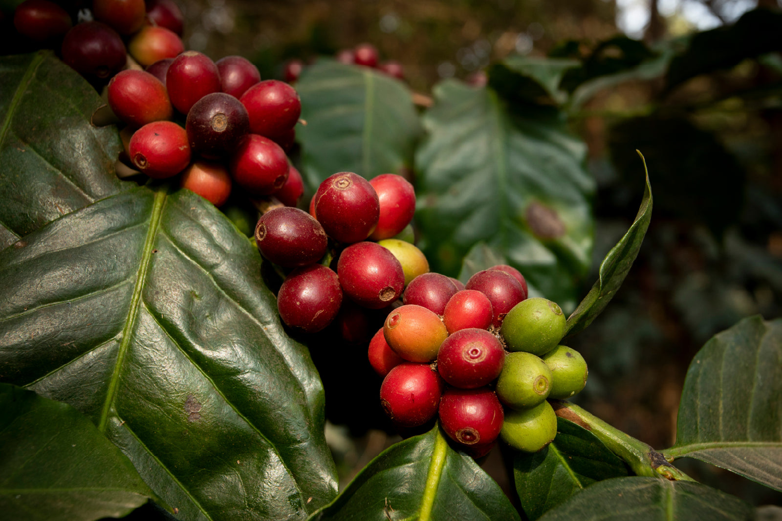 Idego Coffee gallery